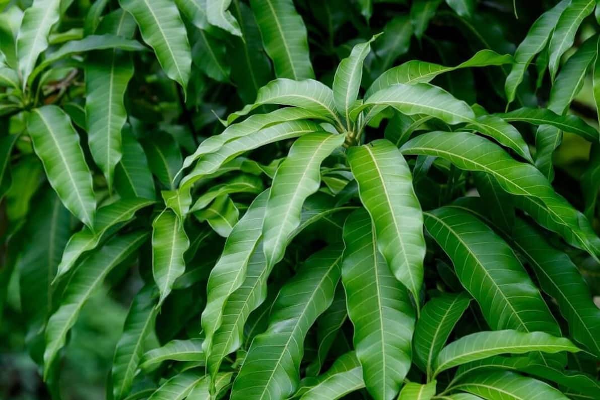 Mango leaf peptide