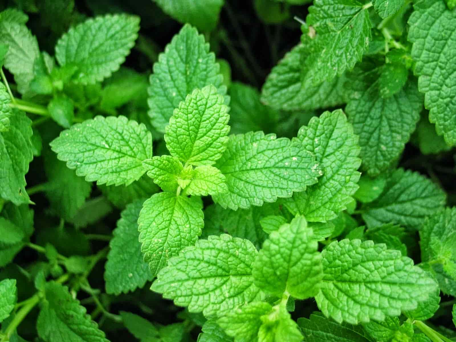 Spearmint peptide
