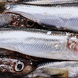 Sardines peptide